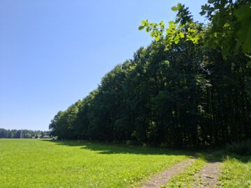 Fast ein Mustermischwald, gut erreichbarer schöner gesunder Wald im Chiemgau. Für Naturliebhaber!, 83137 Schonstett, Sonstige Landwirtschaftsimmobilie