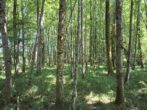Fast ein Mustermischwald, gut erreichbarer schöner gesunder Wald im Chiemgau. Für Naturliebhaber! - Bild