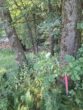 Fast ein Mustermischwald, gut erreichbarer schöner gesunder Wald im Chiemgau. Für Naturliebhaber! - Grenzpunkt