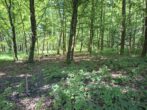 Fast ein Mustermischwald, gut erreichbarer schöner gesunder Wald im Chiemgau. Für Naturliebhaber! - Grenzpunkt