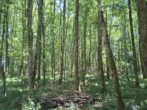 Fast ein Mustermischwald, gut erreichbarer schöner gesunder Wald im Chiemgau. Für Naturliebhaber! - Originalbilder