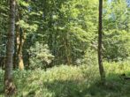 Fast ein Mustermischwald, gut erreichbarer schöner gesunder Wald im Chiemgau. Für Naturliebhaber! - Bild