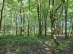 Fast ein Mustermischwald, gut erreichbarer schöner gesunder Wald im Chiemgau. Für Naturliebhaber! - Bild