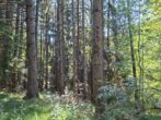 Fast ein Mustermischwald, gut erreichbarer schöner gesunder Wald im Chiemgau. Für Naturliebhaber! - Bild