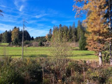 Mischwald jetzt kaufen die Kinder und Enkelkinder ernten dann Setzen Sie den ökologischen Fußabdruck, 83123 Amerang, Sonstige Landwirtschaftsimmobilie