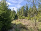 Naturidylle pur, was für den Waldliebhaber. Der Wendelstein in Sichtweite und ringsherum ein Biotop. - Filzenfichten