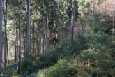 Ein großes Stück Natur. Waldgrundstück gut gepflegt und mit gemischtem Bestand, gesicherte Zufahrt. - Bild