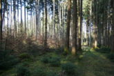 Ein großes Stück Natur. Waldgrundstück gut gepflegt und mit gemischtem Bestand, gesicherte Zufahrt. - Bild