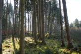 Ein großes Stück Natur. Waldgrundstück gut gepflegt und mit gemischtem Bestand, gesicherte Zufahrt. - teilweise schlagreife Bestände