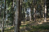 Ein großes Stück Natur. Waldgrundstück gut gepflegt und mit gemischtem Bestand, gesicherte Zufahrt. - Bild