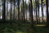 Ein großes Stück Natur. Waldgrundstück gut gepflegt und mit gemischtem Bestand, gesicherte Zufahrt. - gut anfahrbar mit Schlepper