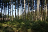 Ein großes Stück Natur. Waldgrundstück gut gepflegt und mit gemischtem Bestand, gesicherte Zufahrt. - Bild