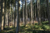 Ein großes Stück Natur. Waldgrundstück gut gepflegt und mit gemischtem Bestand, gesicherte Zufahrt. - Bild