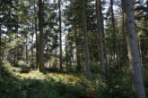 Ein großes Stück Natur. Waldgrundstück gut gepflegt und mit gemischtem Bestand, gesicherte Zufahrt. - Föhren, Fichten, Eichen