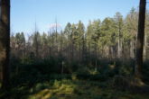 Ein großes Stück Natur. Waldgrundstück gut gepflegt und mit gemischtem Bestand, gesicherte Zufahrt. - Bild