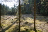 Ein großes Stück Natur. Waldgrundstück gut gepflegt und mit gemischtem Bestand, gesicherte Zufahrt. - abgeschlagene Fläche