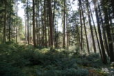 Ein großes Stück Natur. Waldgrundstück gut gepflegt und mit gemischtem Bestand, gesicherte Zufahrt. - teilweise leichte Hanglage