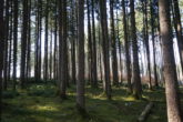 Ein großes Stück Natur. Waldgrundstück gut gepflegt und mit gemischtem Bestand, gesicherte Zufahrt. - Bild