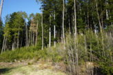 Ein großes Stück Natur. Waldgrundstück gut gepflegt und mit gemischtem Bestand, gesicherte Zufahrt. - Bild