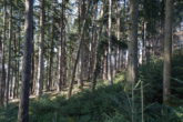 Ein großes Stück Natur. Waldgrundstück gut gepflegt und mit gemischtem Bestand, gesicherte Zufahrt. - stärkere Hanglage